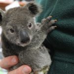 Archer the baby Koala being hand-raised by keepers at Featherdale Wildlife Park, Sydney.