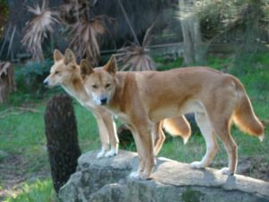 Dingos at Taronga Zoo