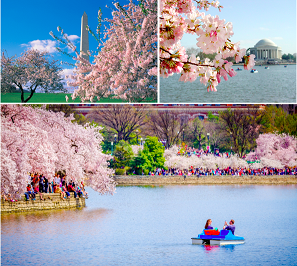 History of the National Cherry Blossom Festival in Washington, D.C.