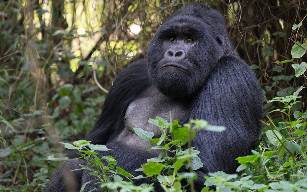 Discover Uganda with Sun Africa Expeditions: The Ultimate Primate Adventure