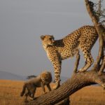 African Safaris