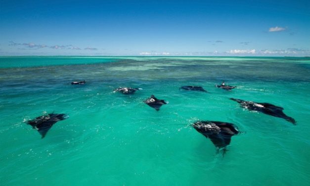 Blue Safari Seychelles: Leading Manta Ray Conservation