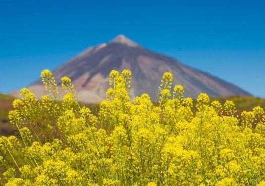 Tajinaste in Bloom and Corpus Christi Procession in Tenerife