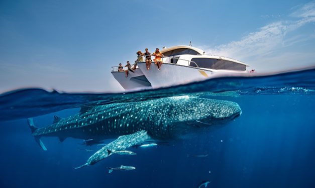 Exclusive Summer Tours: Swim with Whale Sharks in Qatar