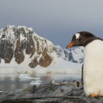Gentoo,Penguin,Standing,On,The,Rock,,Colony,And,Huge,Mountains
