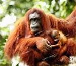 Sarawak orangutan