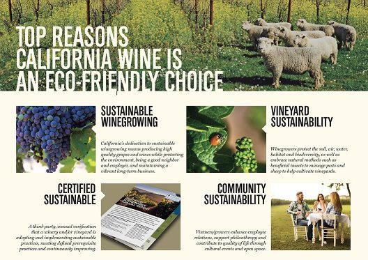 Sustainable Wine Festivals and Activities