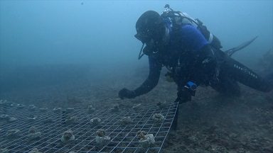 Coral Conservation Breakthrough: Saving Endangered Coast!