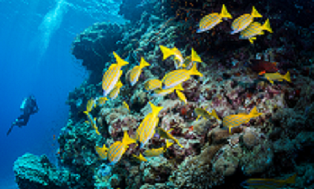 Red Sea’s Luxe Revolution: Virtuoso Partnership!