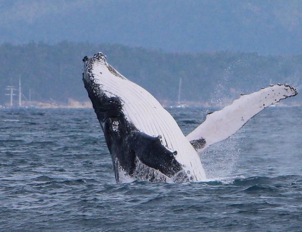 THE WHITSUNDAYS: A CANDIDATE WHALE HERITAGE SITE