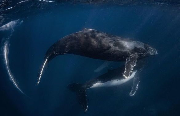 Thrilling 2023 Humpback Whale Season
