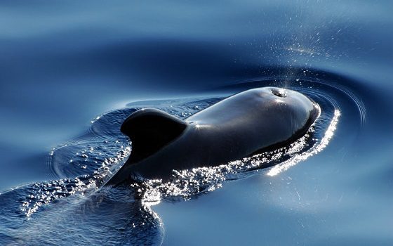 Sustainable Whale Watching in Liguria!