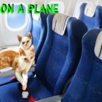 Cats On a Plane!