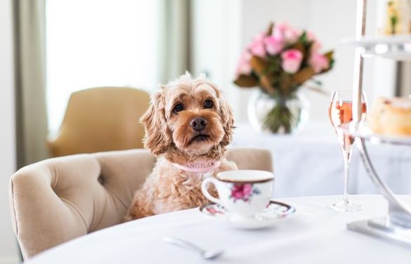 Indulge Your Pup in Dog-Friendly Sydney Delights