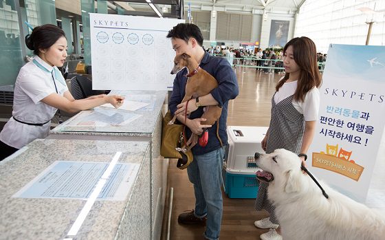 Korean Air’s SKYPETS: Pet Travel Soars!