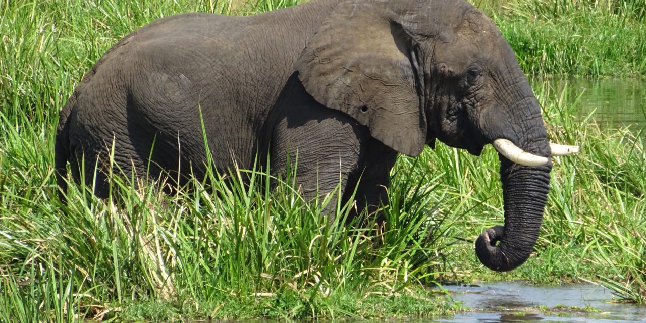 Luxury Ugandan Safaris Redefined: Sun Africa’s Unique Experiences Await