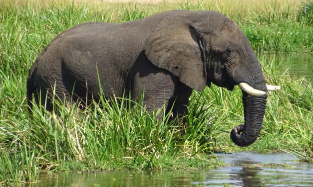 Luxury Ugandan Safaris Redefined: Sun Africa’s Unique Experiences Await