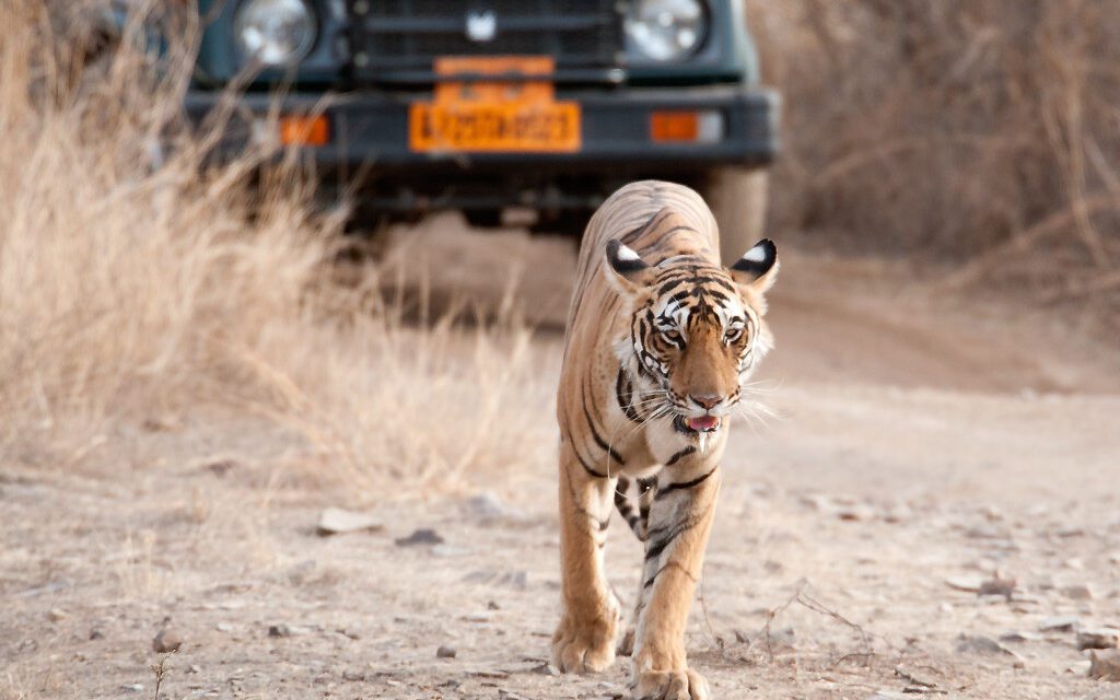 Tourism on Triumph: Billions Stream into Reviving Global Sector