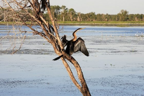 Kakadu Bird Week 2023: Wildlife Spectacle Awaits!