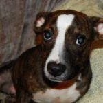 Darla the pit bull mix - Adopted! Paws N' Time Rescue (Lancaster, PA)