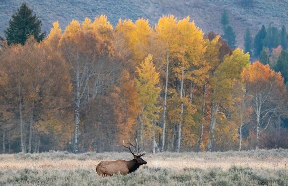 Wyoming’s Autumn Tapestry: Experience Cowboy State’s Glory!