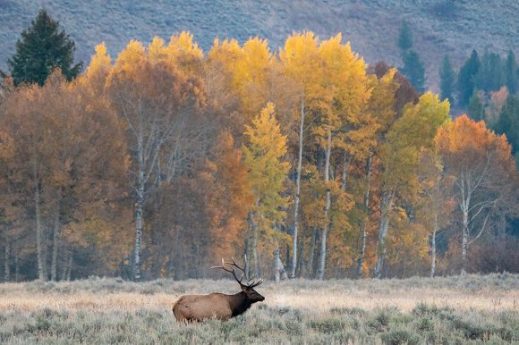 Wyoming’s Autumn Tapestry: Experience Cowboy State’s Glory!