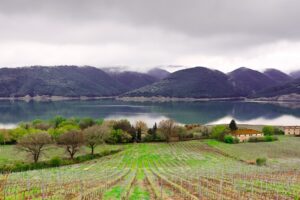 Lake Corbara vineyards, Umbria