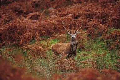 Scotland’s Great Outdoors: Stunning Landscapes & Wildlife