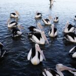 Central Coast’s new eco-friendly pelican experience