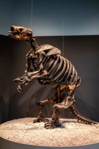 La Brea Harlan_s ground sloth