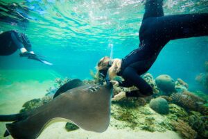 Living Reef Snorkel Stingray (2)