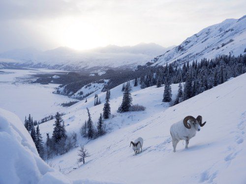 Yukon’s Winter Magic: A Top Choice for Aussie Travellers!
