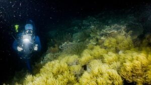 2023 Abbi Scott watching soft corals spawn2 2.11.23 Credit Calypso Productions