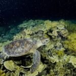 2023 Turtle swimming beside spawning soft corals 2.11.23 credit Calypso Productions