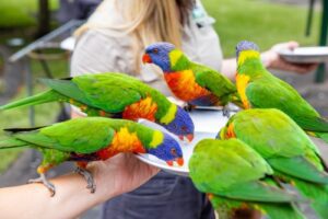 Daily lorikeet feeding encounter