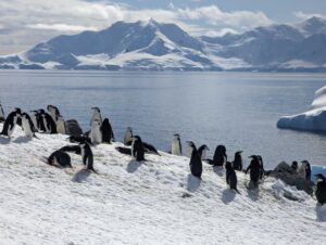 Homeward Bound, Antarctica - View and Penguins - Copyright Homeward Bound