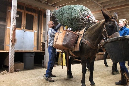 America’s National Parks Embrace Christmas Traditions