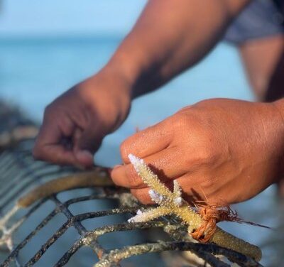 Captain Cook Fiji Launches Visiting Scientist Program