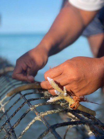 Captain Cook Fiji Launches Visiting Scientist Program