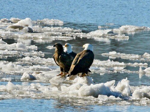 Eagle Season Begins in SW Illinois Jan 6!