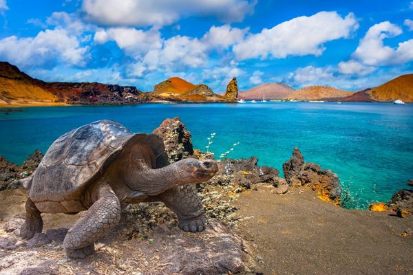 Galapagos & Amazon: Unique 11-Day Tour