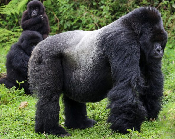 Rwanda: A 2024 Travel Trendsetter!