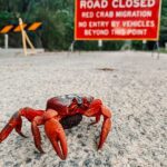 Spectacular Red Crab Migration on Christmas Island