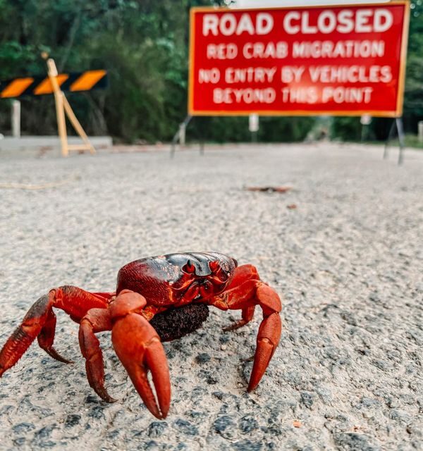 Spectacular Red Crab Migration on Christmas Island