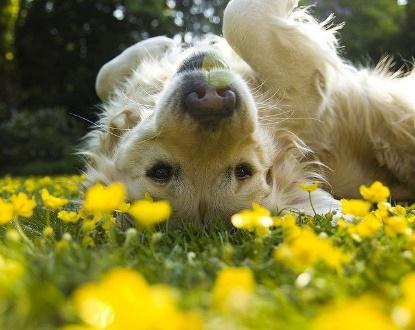 Paws Up for Northern California’s Dog-Friendly Life!