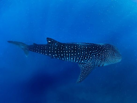 Ningaloo Sighted: World’s Biggest Fish Unveiled!