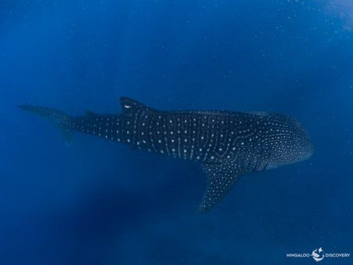 First 2024 Whale Shark Sighting: Ningaloo W.A.