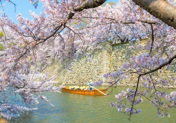 Discover Japan’s Secret Sakura & Setouchi Blossom Havens