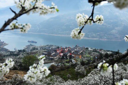Wushan County’s Charm Blossoms with Plum Tourism!