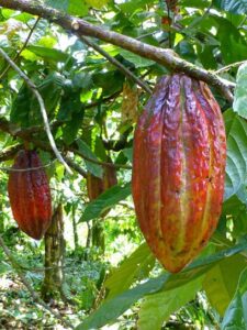 Cacao fruit on the tree.